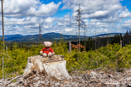 Obraz na płótnie A teddy bear sitting on a tree stump in Sumava National Park, Czech Republic. w salonie