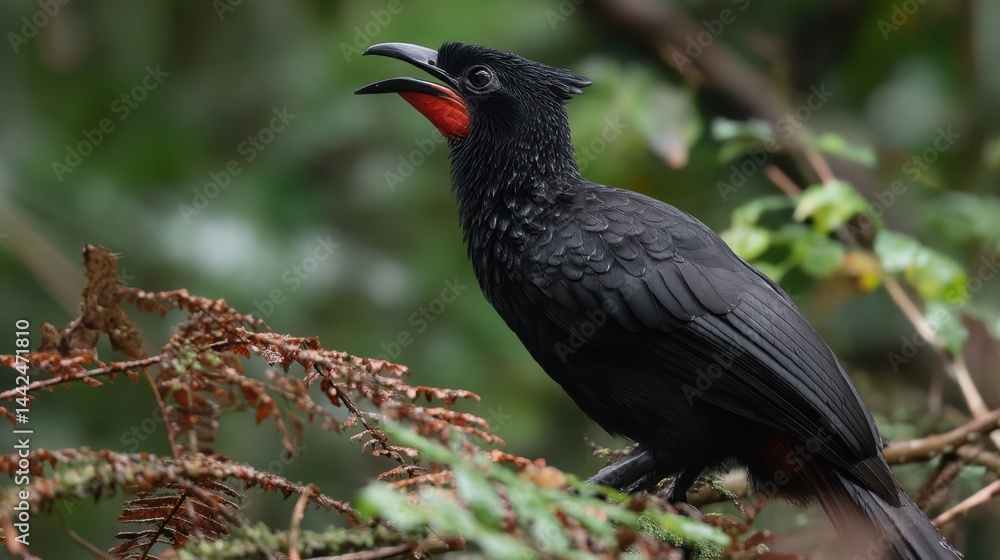 Fototapeta premium Red-throated Caracara Calling in the Rainforest Canopy