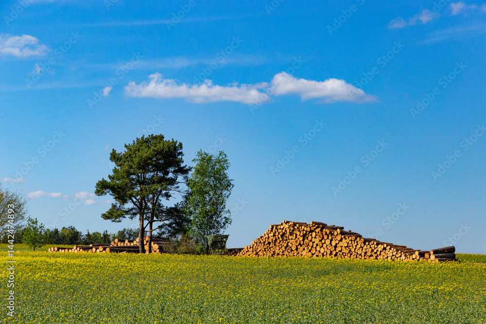 Logged tree trunks lying in a field under the blue sky