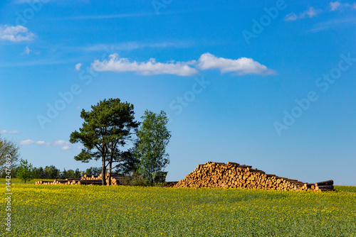 Obraz na płótnie Logged tree trunks lying in a field under the blue sky w salonie