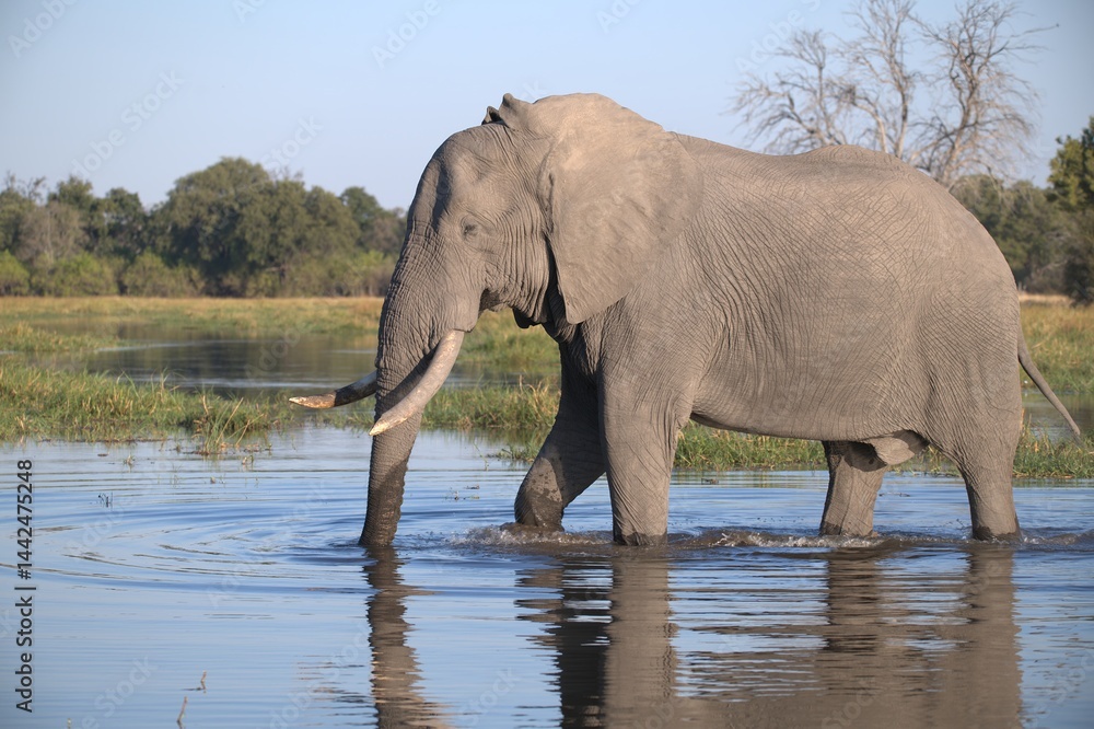 Obraz premium Elephant in wild savanna , Animal of africa