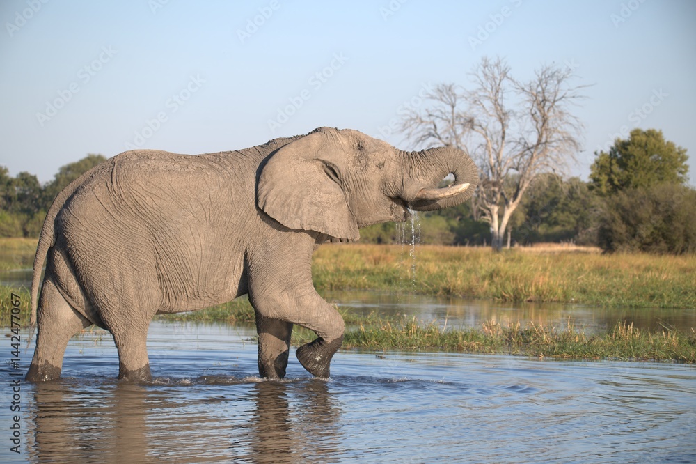 Fototapeta premium Elephant in wild savanna , Animal of africa