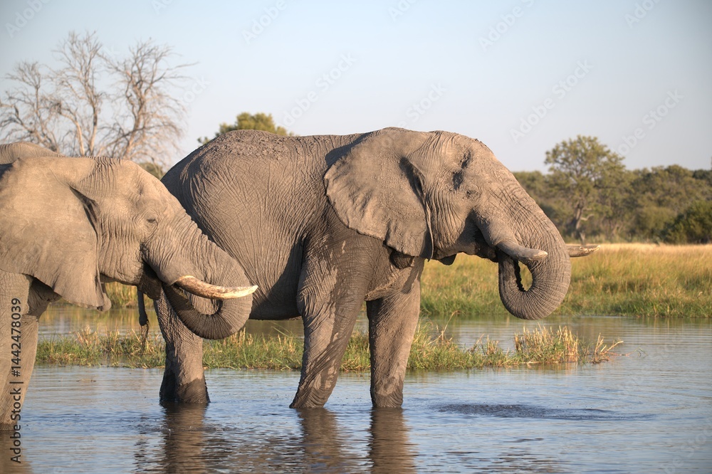 Fototapeta premium Elephant in wild savanna , Animal of africa