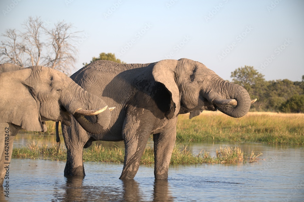 Fototapeta premium Elephant in wild savanna , Animal of africa