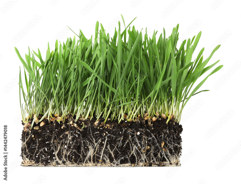 Green grass with roots in soil isolated on white