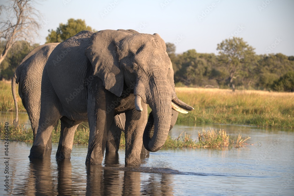 Fototapeta premium Elephant in wild savanna , Animal of africa