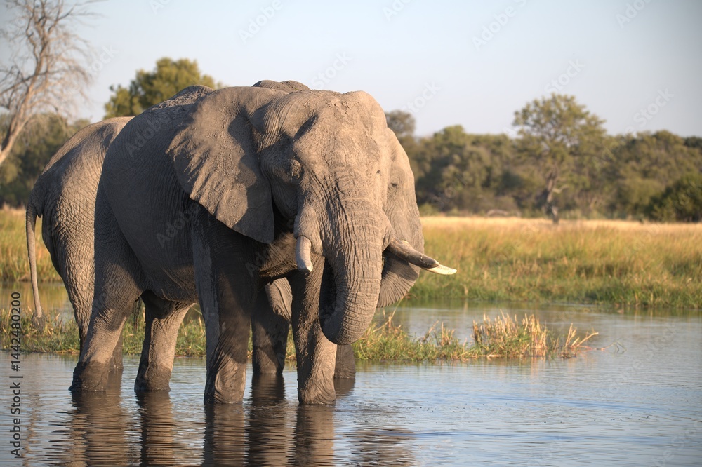 Obraz premium Elephant in wild savanna , Animal of africa