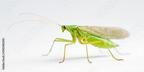 Wallpaper Mural Green Lacewing Insect Close-up on White Background Torontodigital.ca