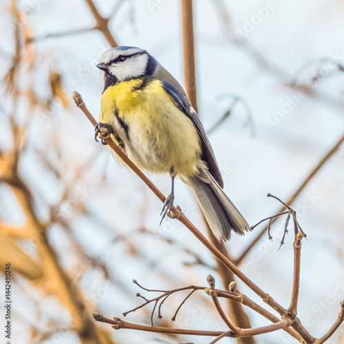 Cute titmouse perching on a thin twig close up