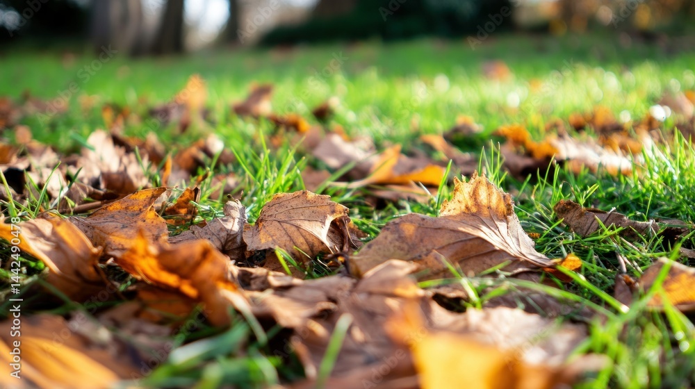 Brown and yellow leaves resting on green grass outdoors Brown and yellow leaves resting on green grass outdoors