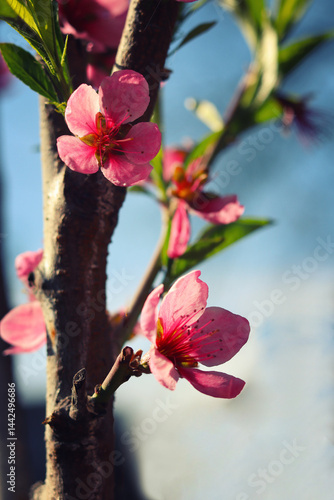 peach blossom in spring