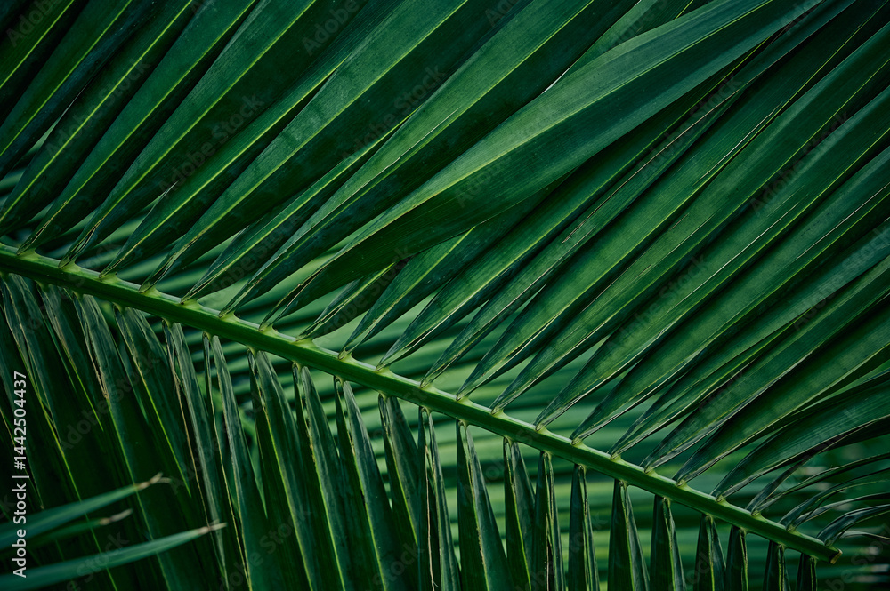 Green background of palm leaves.