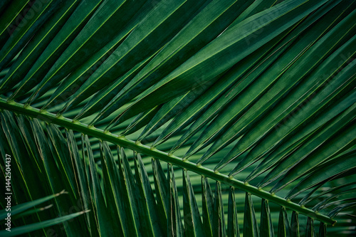 Obraz na płótnie Green background of palm leaves. w salonie