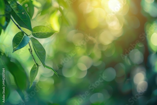 green leaves glare of the sun