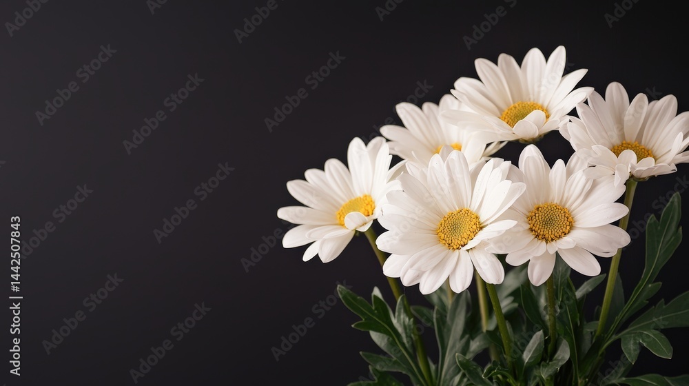 Fototapeta premium Delicate white daisies illuminated by soft candlelight on black background