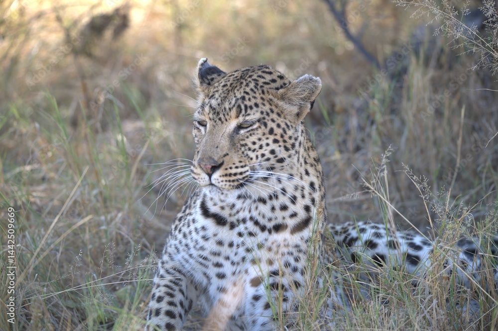 Leopard in wild savanna , Animal of africa Leopard in wild savanna , Animal of africa