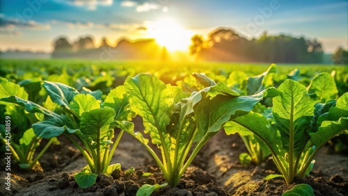 Close-up of vibrant green sugar beet plants growing in a field with sunshine and mist on the leaves, emphasizing the healthy growth of the crop , sugar beets, sunshine