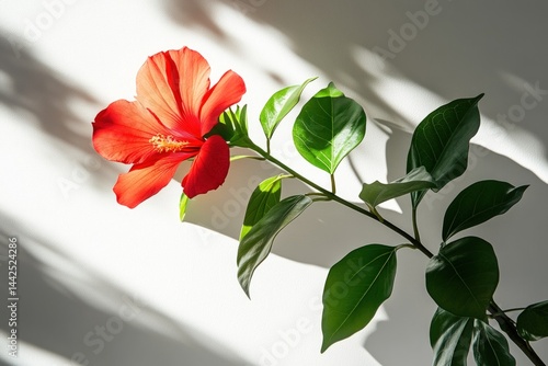 Vibrant red hibiscus flower with green leaves against a white background, sunlit shadows