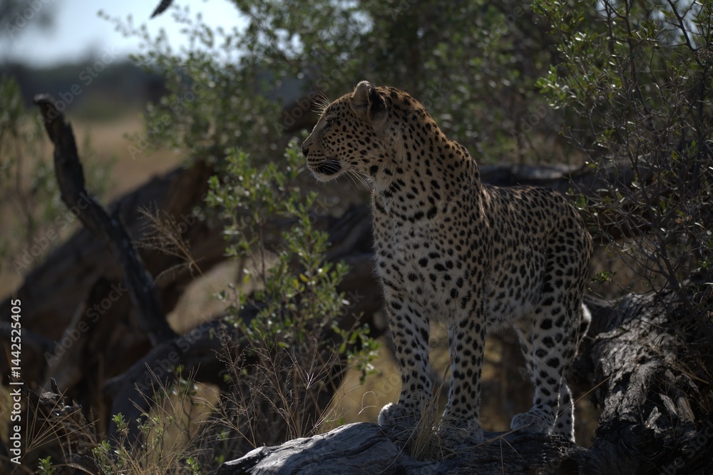 Obraz premium Leopard in wild savanna , Animal of africa