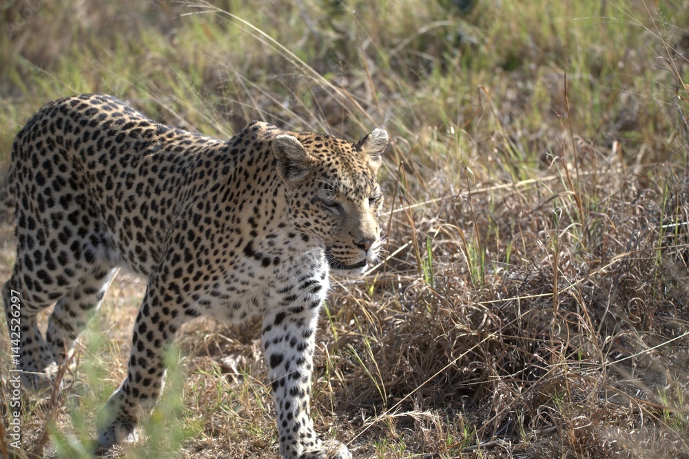 Leopard in wild savanna , Animal of africa Leopard in wild savanna , Animal of africa