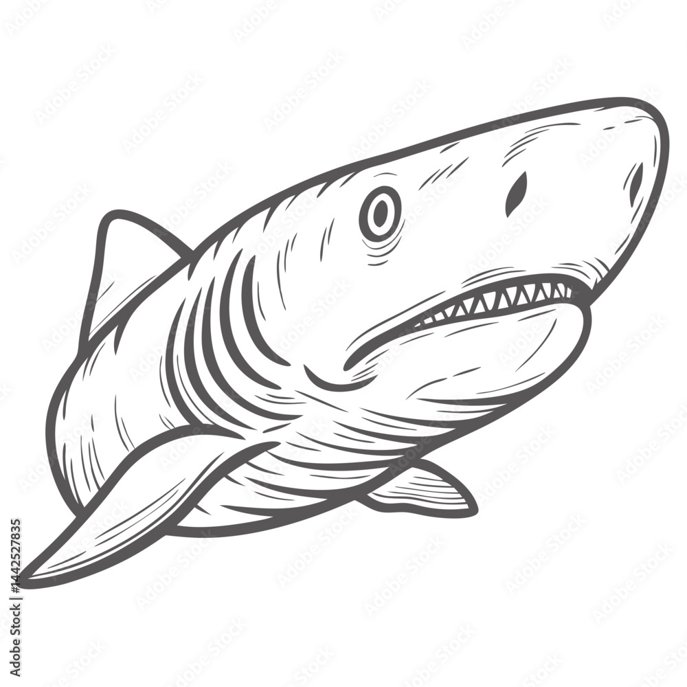 Fototapeta premium Sevengill Shark Illustration, Broadnose, Notorynchus Cepedianus