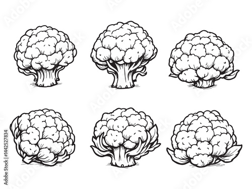 Simple Line Art Illustration of a Fresh Cauliflower 