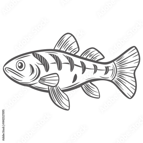 Skunk Botia Fish Line Art Illustration
