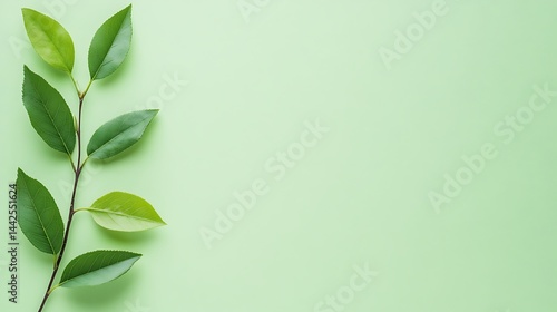 Fresh leaves on pastel green background