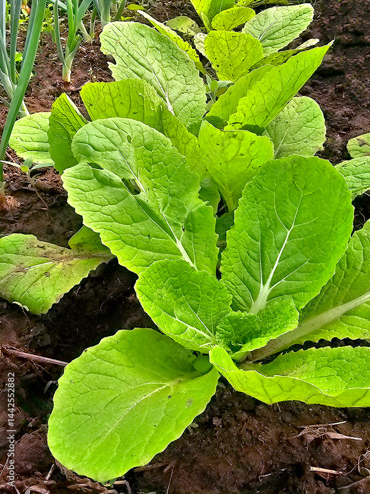 chinese cabbage growing in the vegetable garden, closeup of photo