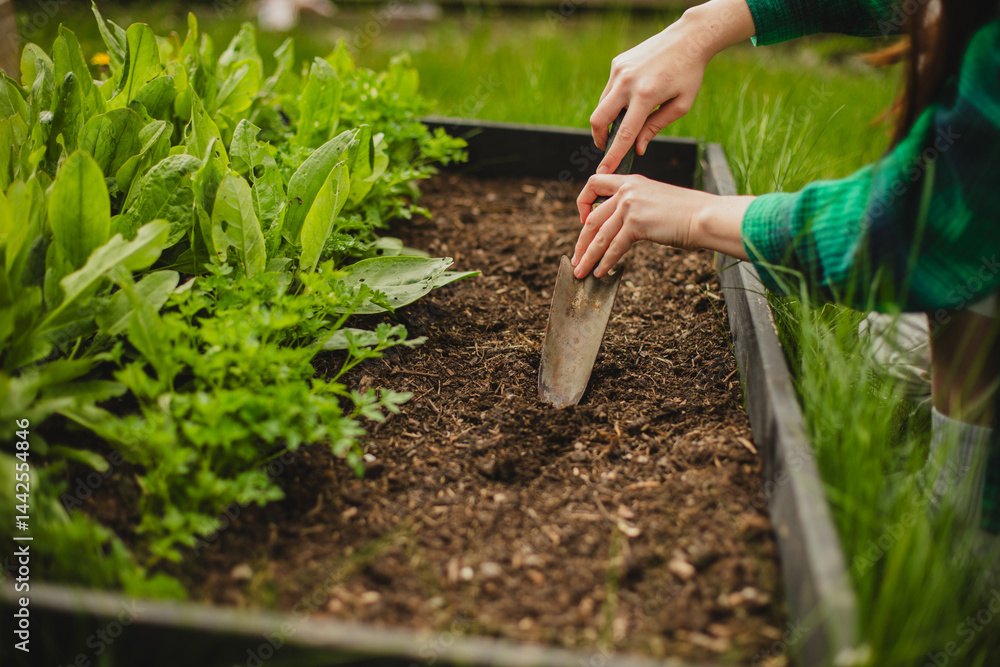 Naklejka premium Eco-Friendly Lifestyle: Woman Planting in Backyard Garden