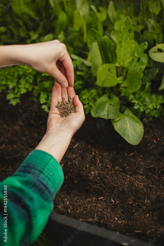 Fototapeta premium Eco-Friendly Lifestyle: Woman Planting in Backyard Garden