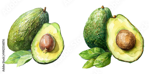 avocado watercolor vector illustration