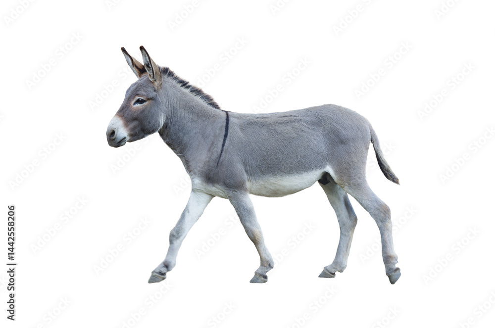 Fototapeta premium donkey isolated on white background