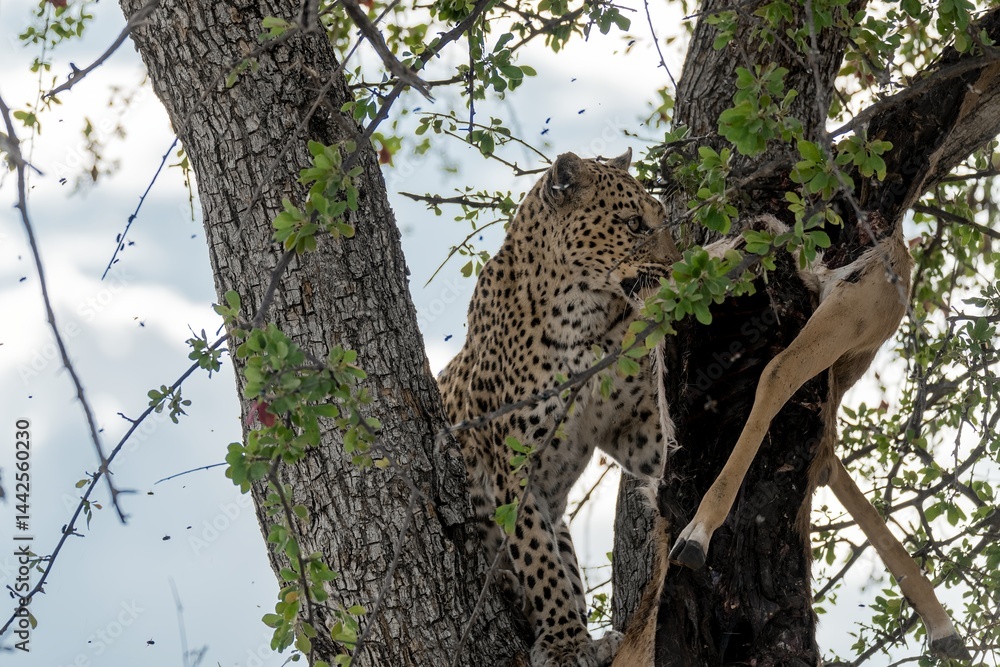 Obraz premium Leopard in wild savanna , Animal of africa