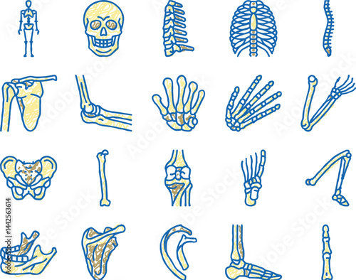 Bone Human Skeleton Structure Icons hand drawn
