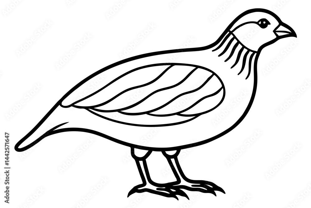 Fototapeta premium Elegant Quail Line Art