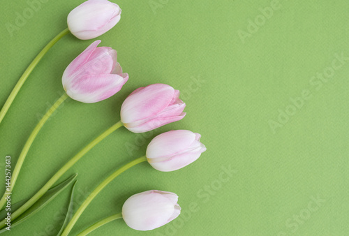 White and pink tulips on a green background