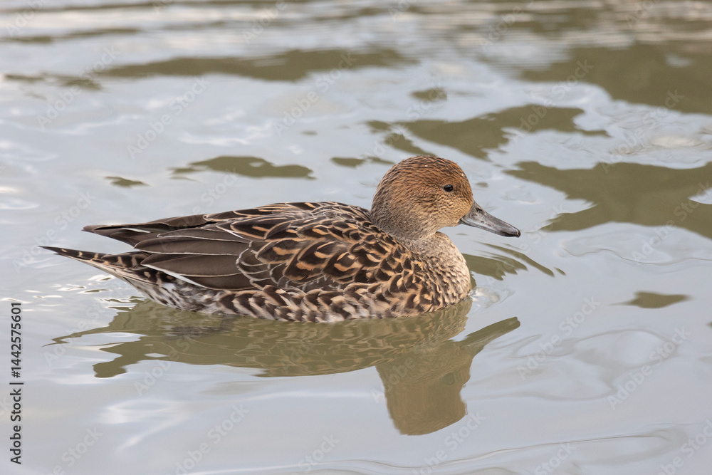 Female Northern pintail swimming on water