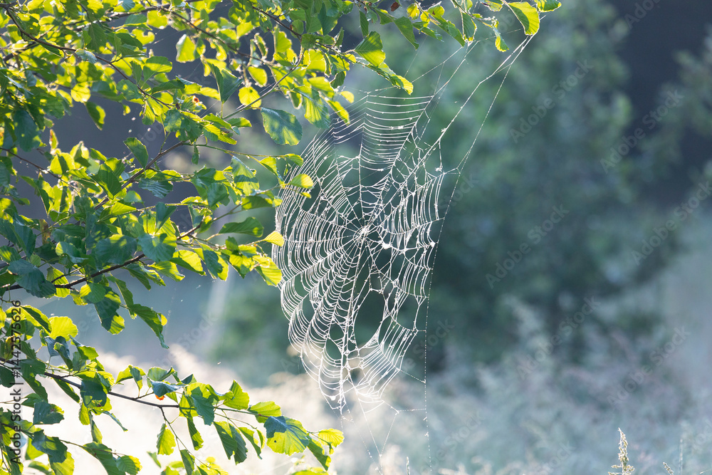 Large web with a spider on a blade of grass in the morning in the fog close up