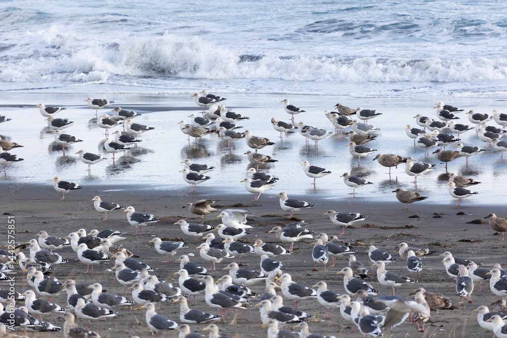 A large flock of flying seagulls on the ocean