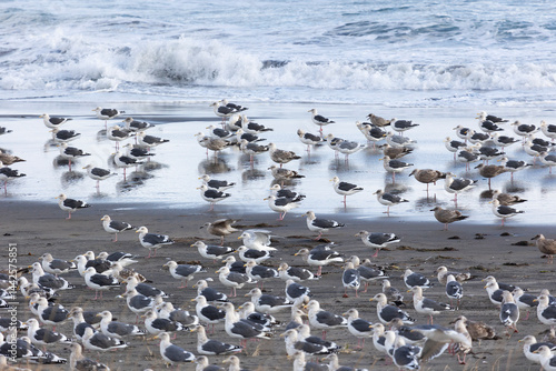 A large flock of flying seagulls on the ocean