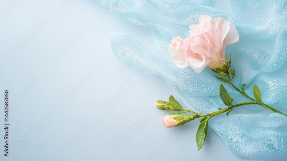 Fototapeta premium Elegant Pink Flower on Blue Fabric Background pink flower carnation blue fabric pastel soft delicate