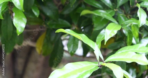 Wallpaper Mural 風に揺れる新緑の葉　スローモーション Torontodigital.ca