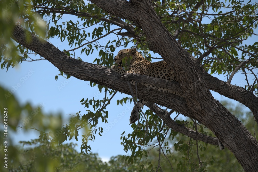 Fototapeta premium Leopard in wild savanna , Animal of africa