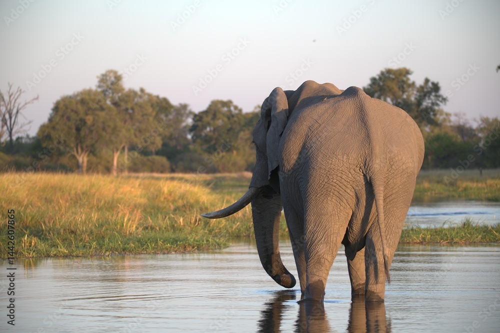Obraz premium Elephant in wild savanna , Animal of africa