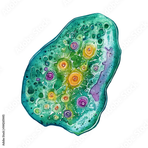 colorful algae cell in fresh water, watercolor drawing, isolated on a white background. colorful algae cell in fresh water vector.