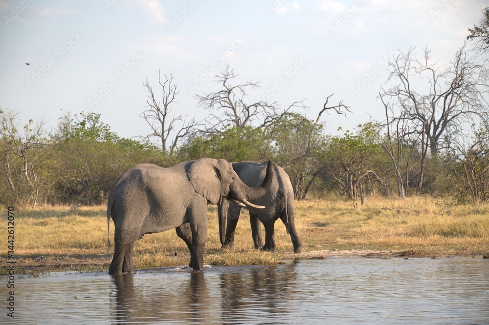 Fototapeta premium Elephant in wild savanna , Animal of africa