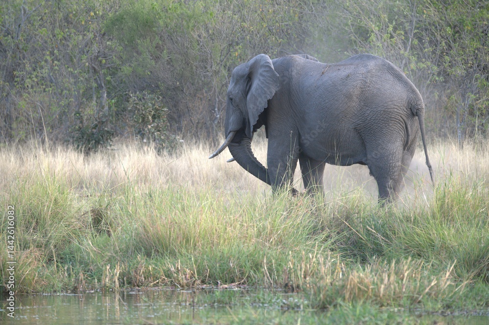Fototapeta premium Elephant in wild savanna , Animal of africa