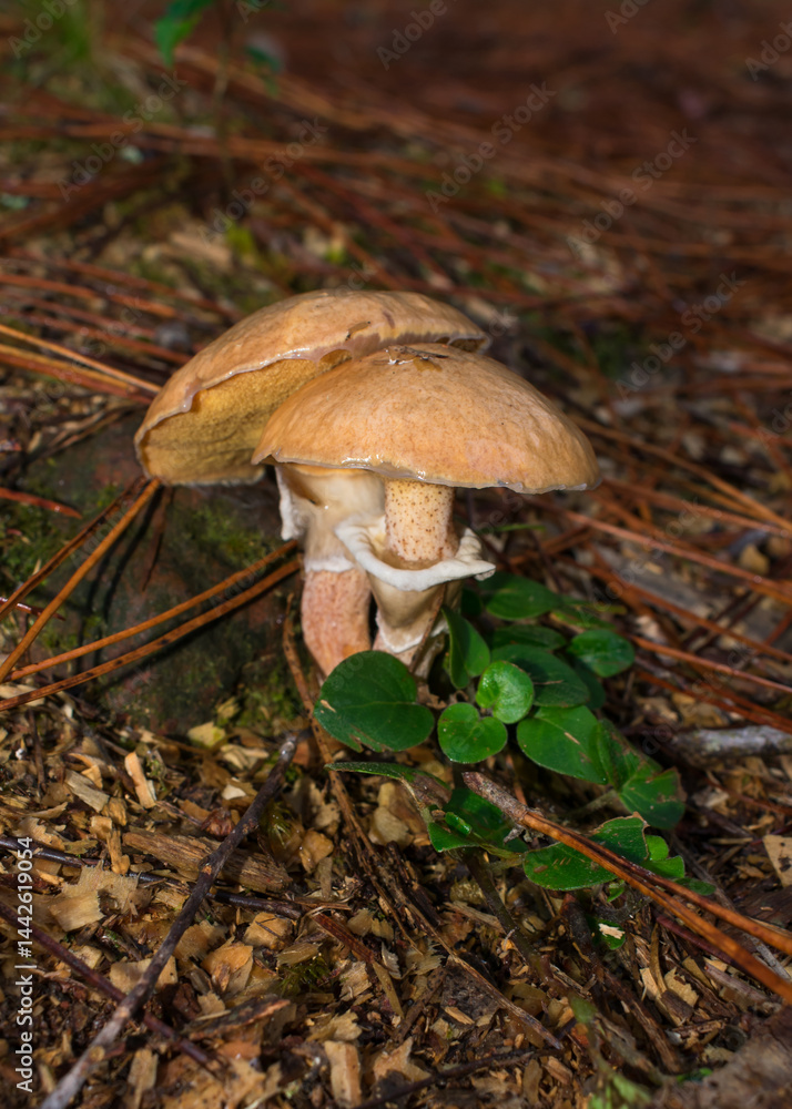 Suillus salmonicolor, wild edible mushroom in a Pine forest in Sao Francisco de Paula, South of Brazil