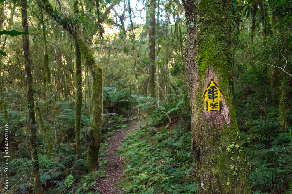 Hiking path in an Araucaria moist forest at the National Forest of Canela (FLONA) - Canela, South of Brazil